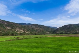 Cánh đồng lúa xanh mướt khi đi qua Cam Ranh